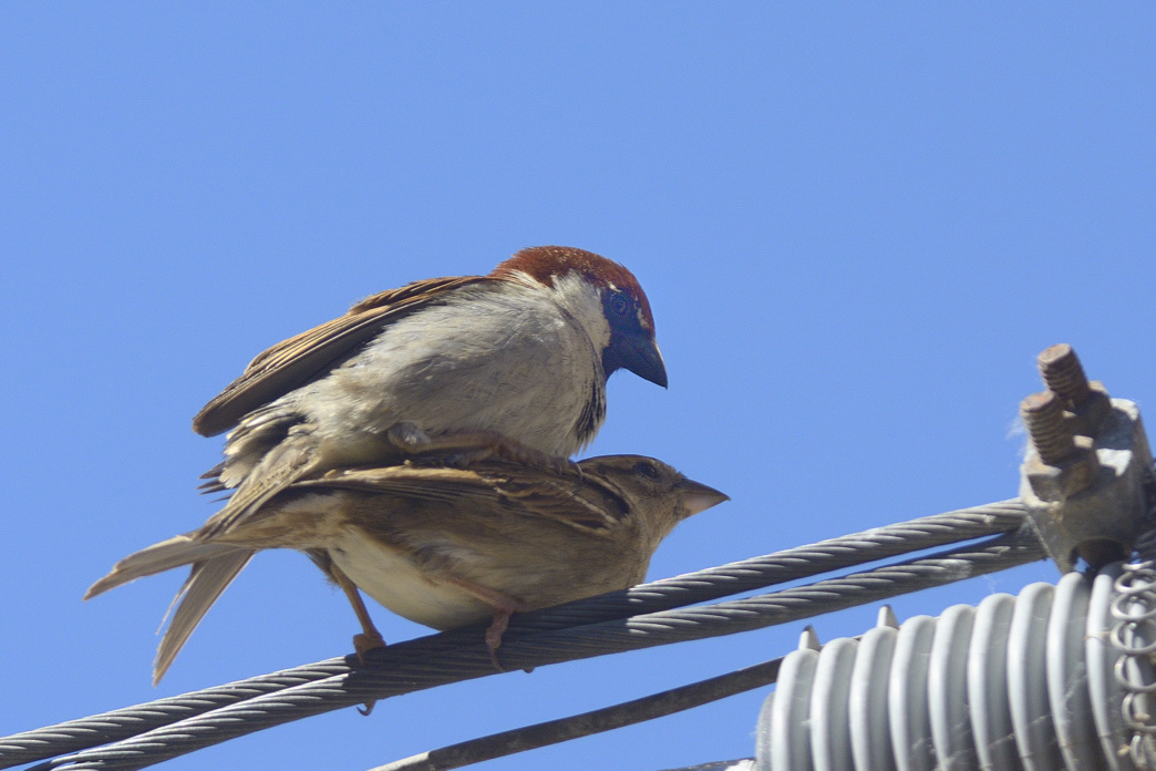 Passeri domestici in copula